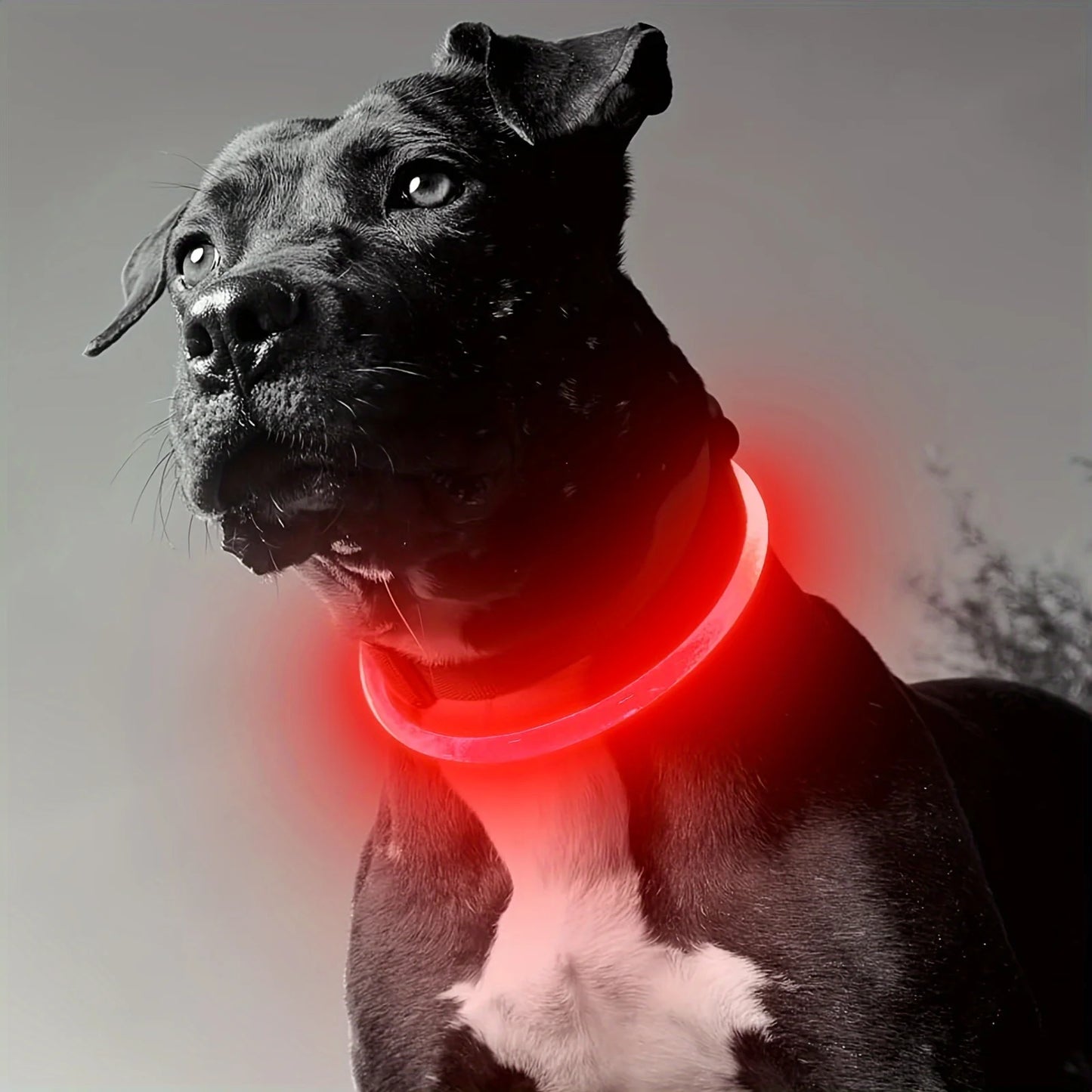 Dog LED Light Collar USB Rechargeable Reflective Anti Lost