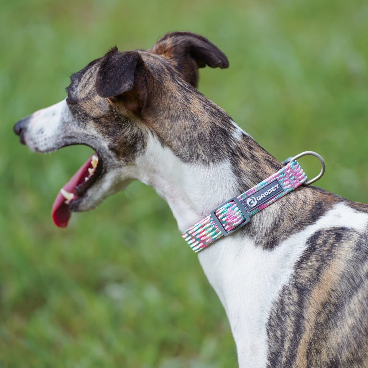 Reflective Dog Leash And Collar Set For Outdoor Walking