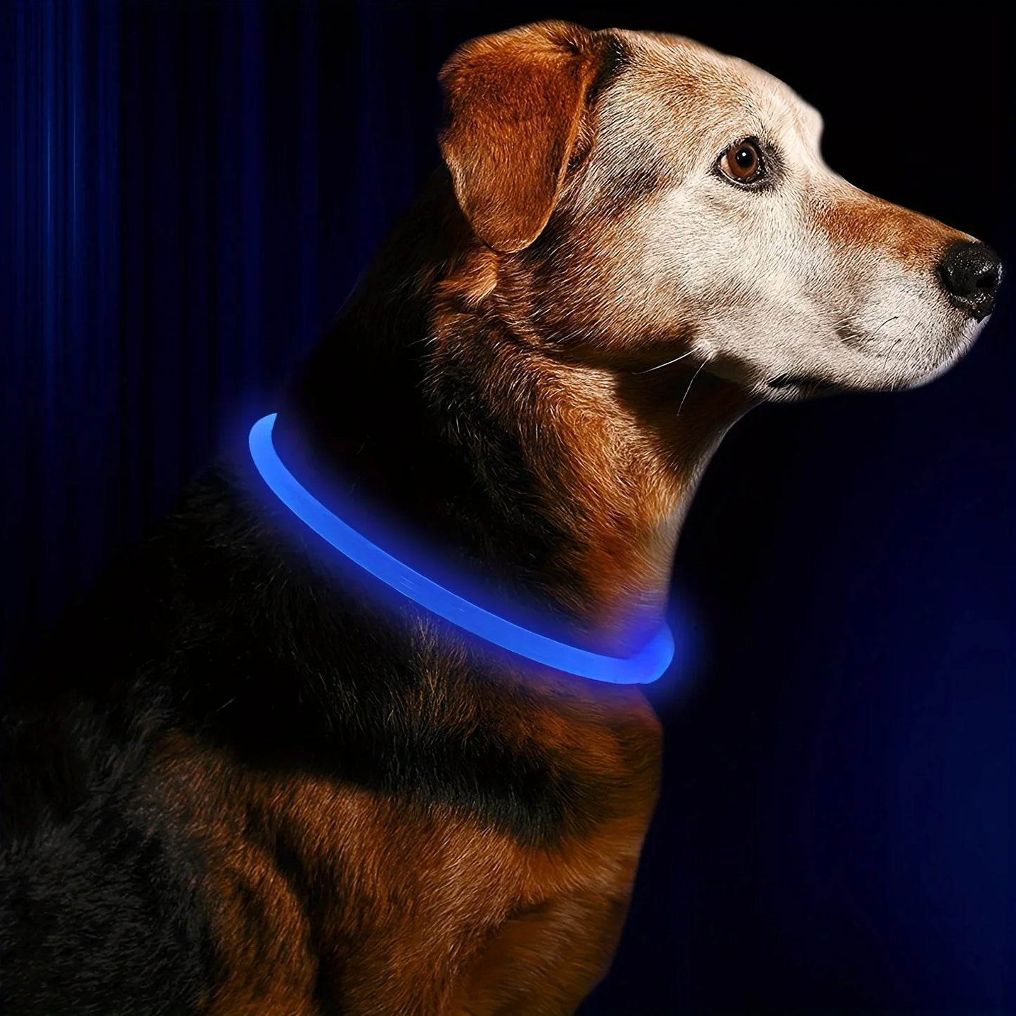 Dog LED Light Collar USB Rechargeable Reflective Anti Lost