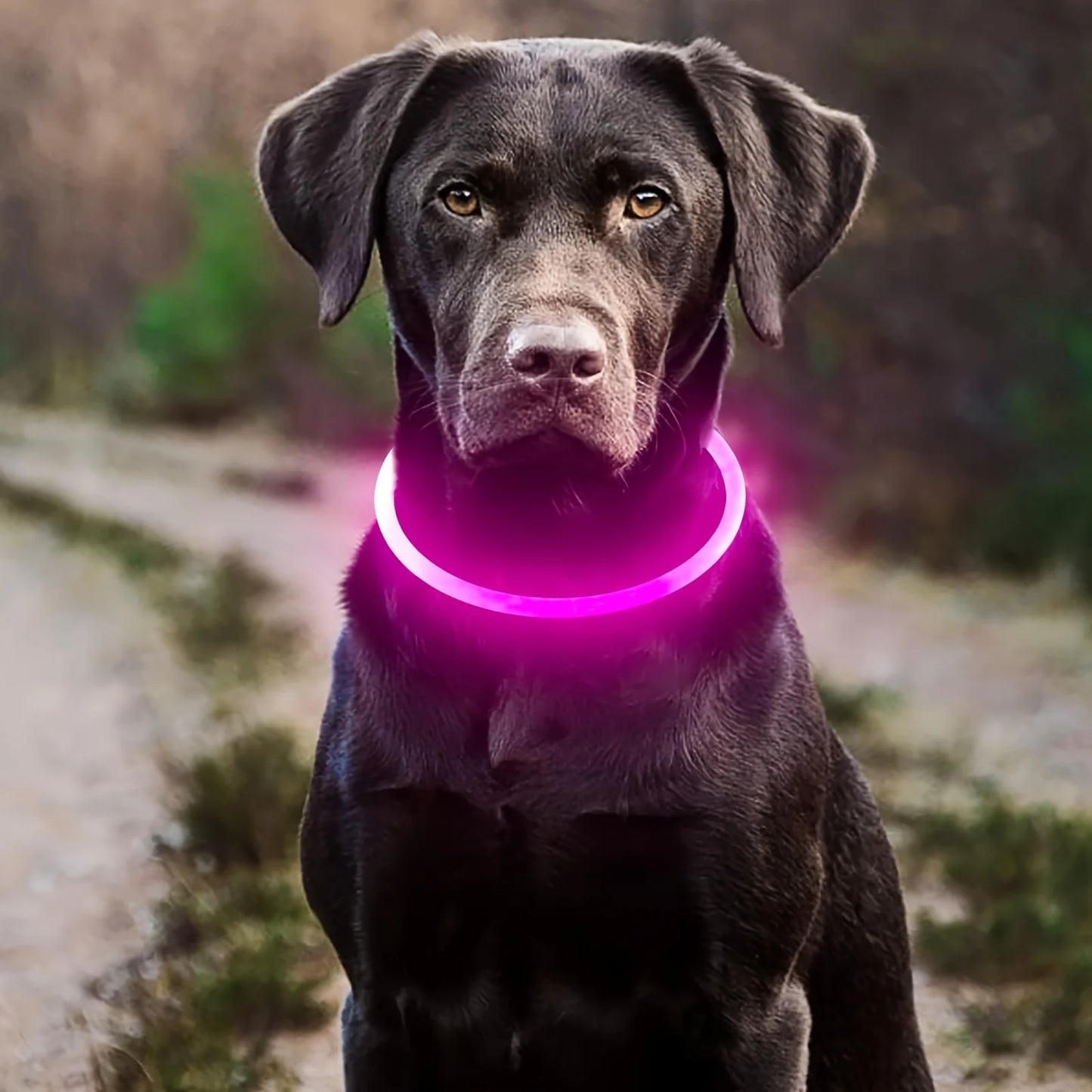 Dog LED Light Collar USB Rechargeable Reflective Anti Lost